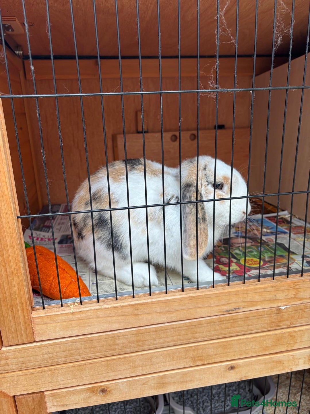 Dutch rabbits for sale: Pair of bonded vaccinated female rabbits - Image 5