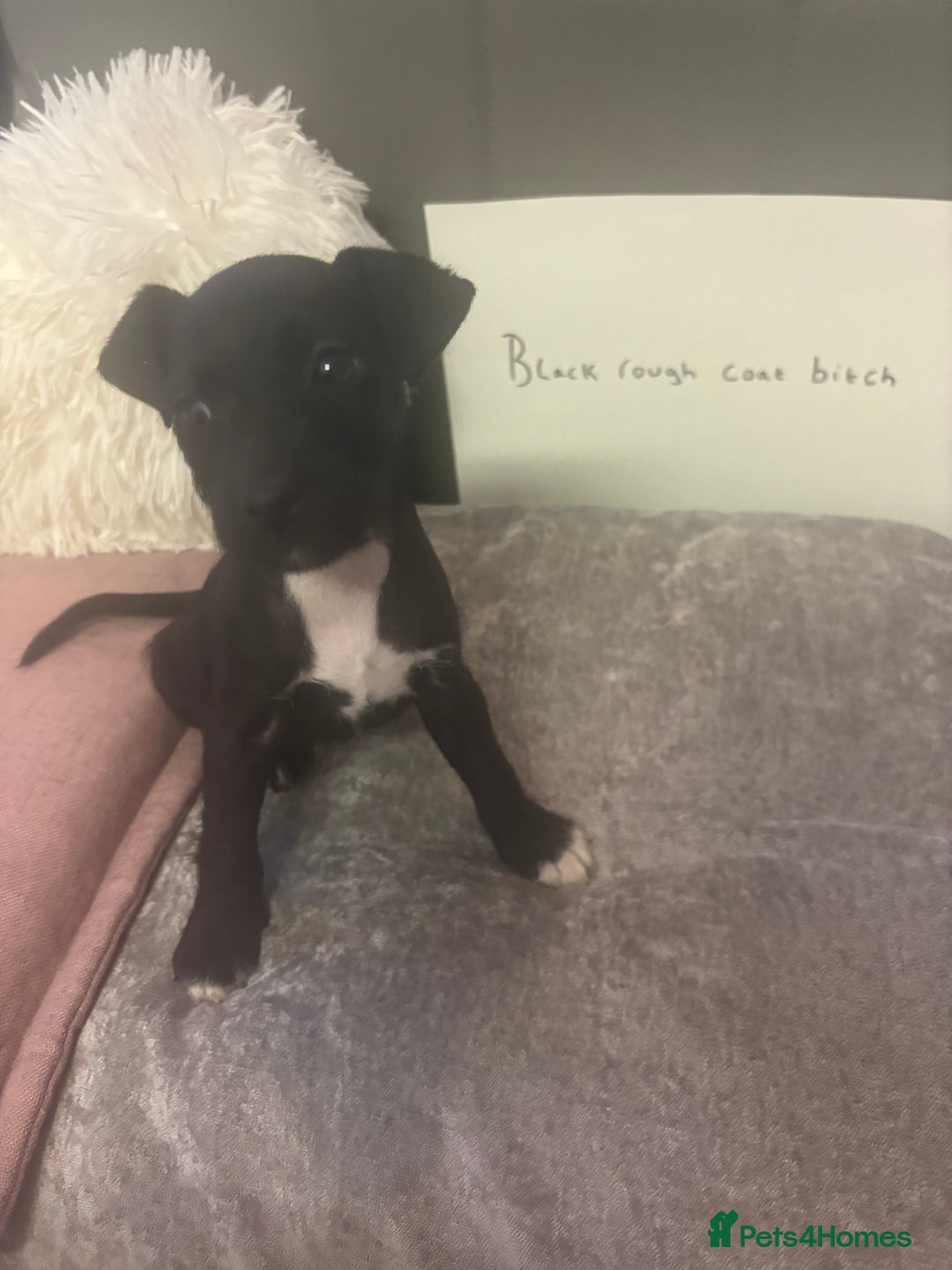 Patterjack dogs for sale:  🐾Patterdale x Jack Russell Puppies🐾 - Image 1