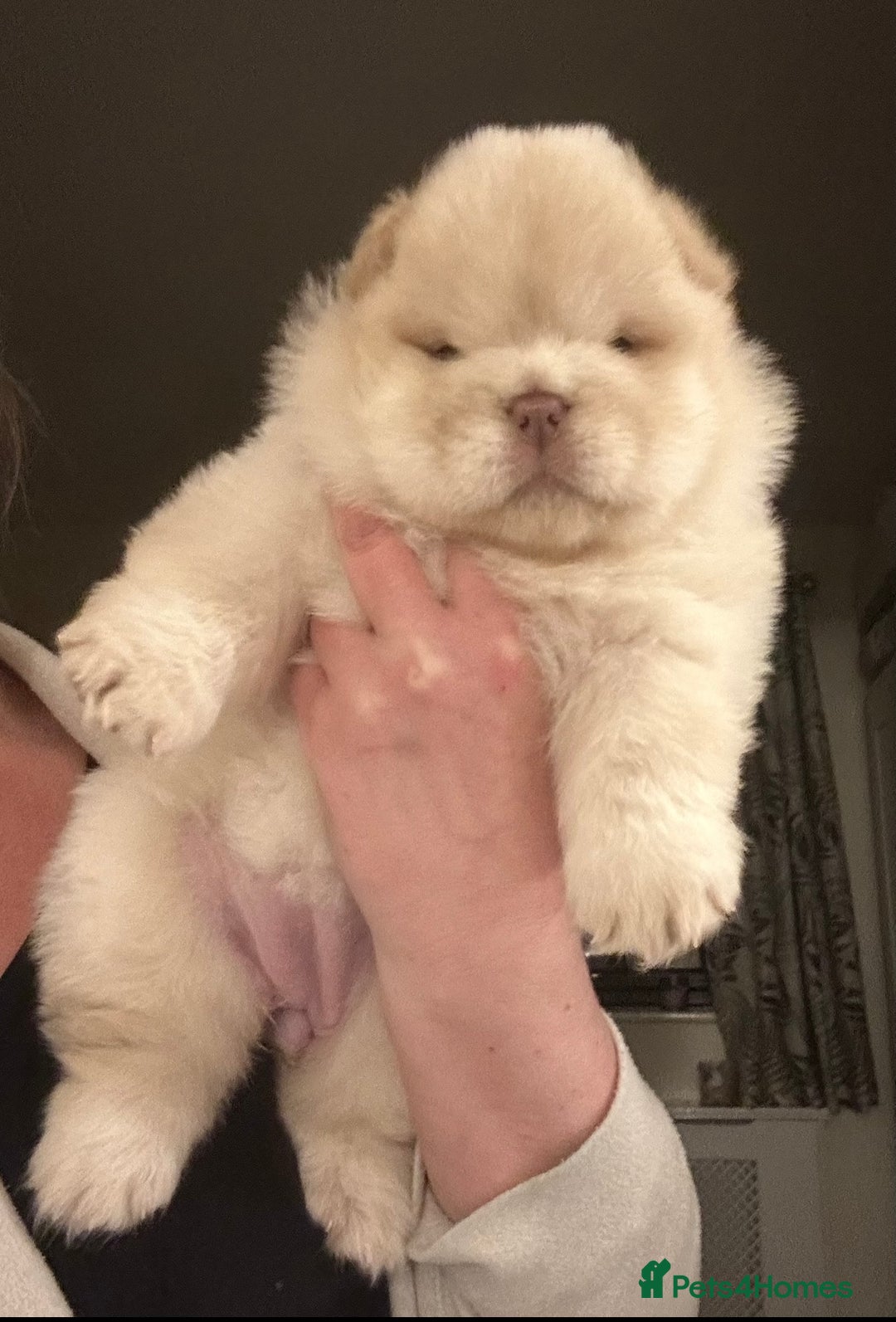 Chow Chow dogs for sale: Outstanding Baby Bears - Image 3