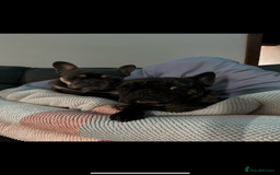 French Bulldog dogs for sale: Hugo and Nova  - Image 3