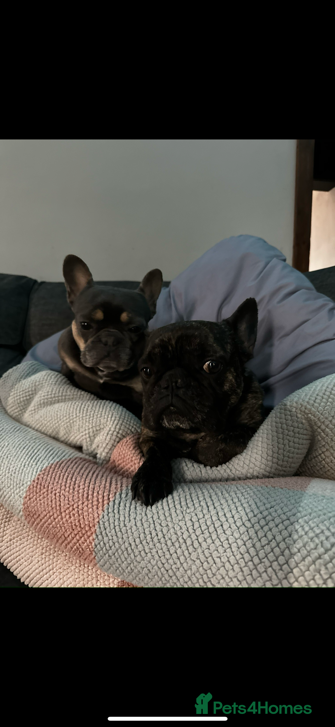 French Bulldog dogs for sale: Hugo and Nova  - Image 3
