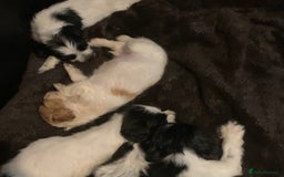 Cocker Spaniel dogs for sale: Beautiful cocker spaniels  - Image 4