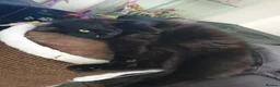 Mixed Breed cats for sale: Beautiful Male Neutered Black House Cat - Advert 12
