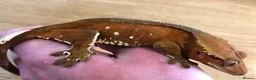 Gecko reptiles for sale: Gargoyles gecko and crested geckos  - Advert 5