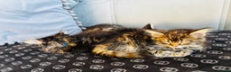 Maine Coon cats for sale: Mixed Main coon kittens available  - Advert 11