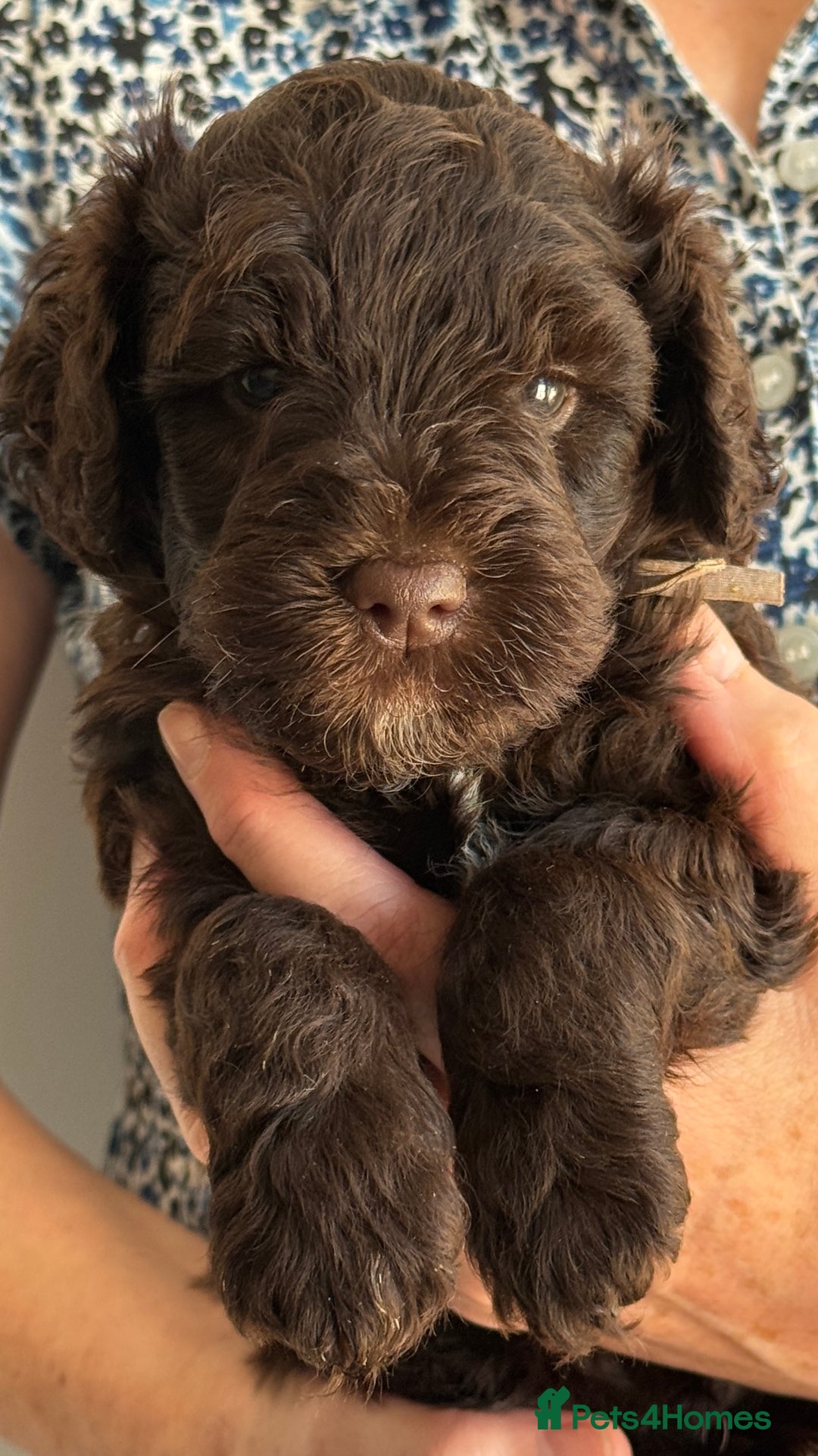 Schnoodle dogs for sale: F1 mega coated mini cross Schnoodles - Image 11