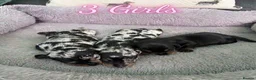 Miniature Dachshund dogs for sale: Beautiful Miniature Dachshund Puppies in Keighley - Advert 2