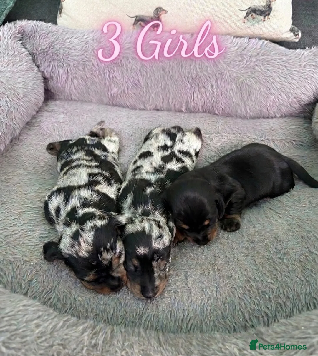 Miniature Dachshund dogs for sale: Beautiful Miniature Dachshund Puppies in Keighley - Advert 2
