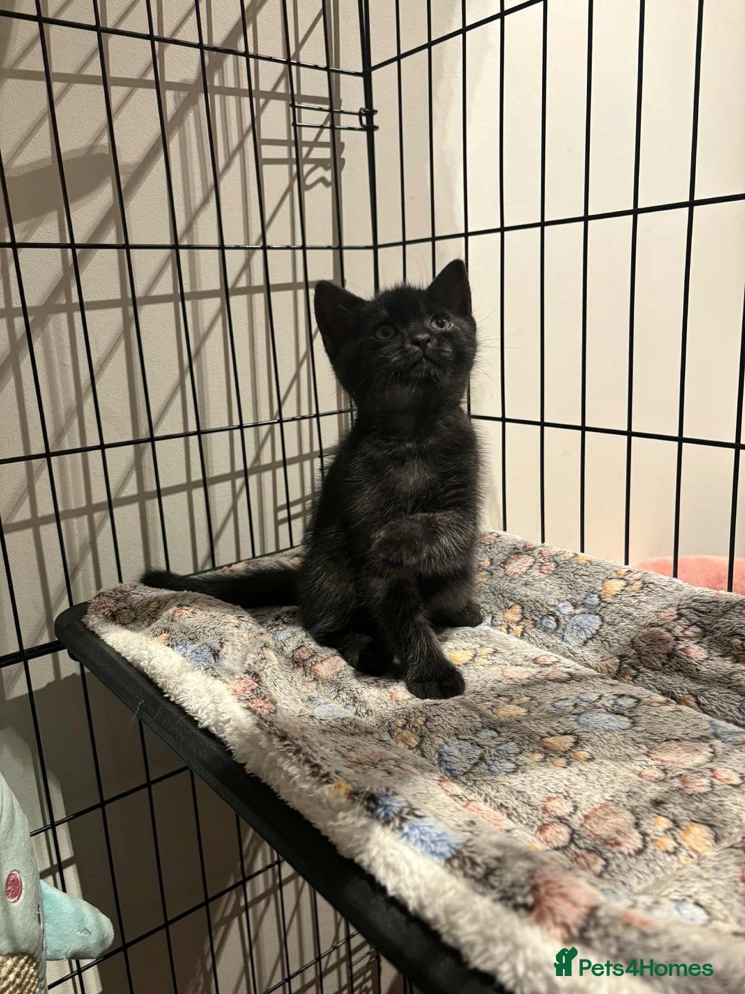 British Shorthair cats for sale: British Short Hair X Kittens - Image 3