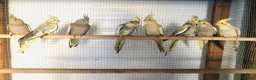Cockatiels birds for sale: Beautiful hand tamed, untamed cockatiels for sale. - Advert 11