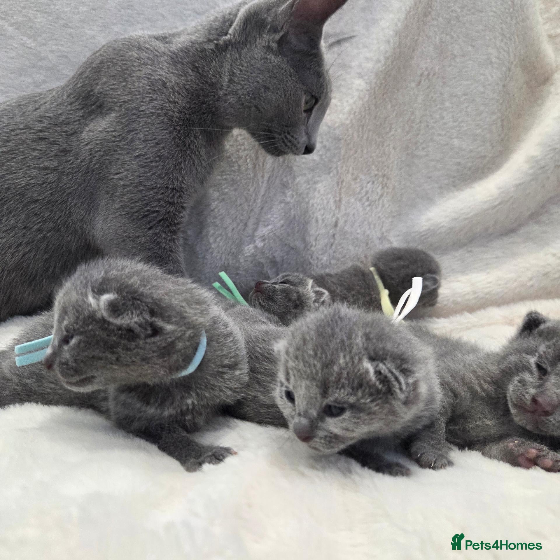 Russian Blue cats Purebred Russian Blue Kittens - Advert 1