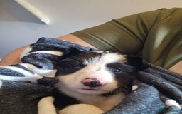 Mixed Breed dogs for sale: Working like border collie x Welsh collie - Image 6