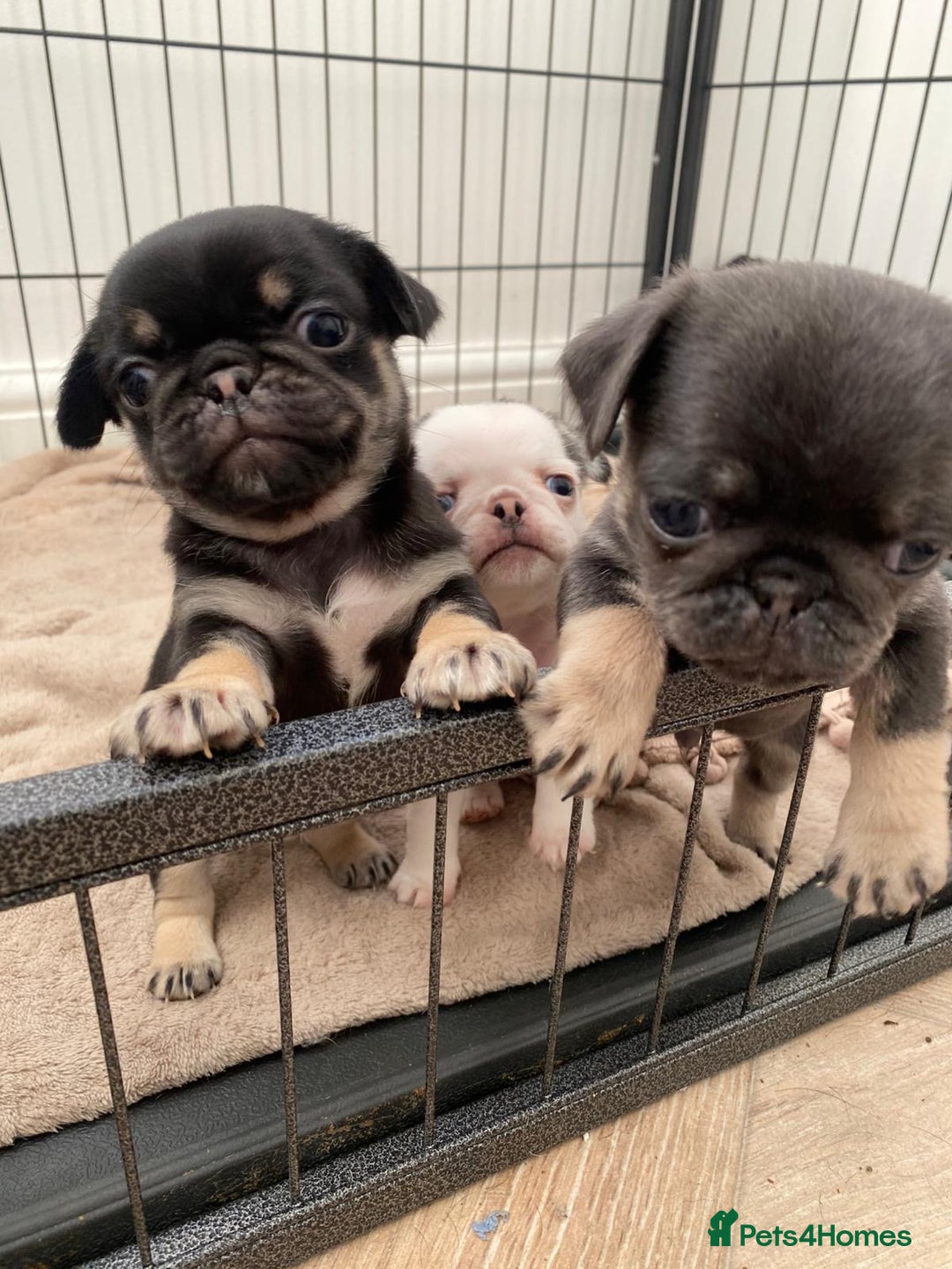 Pug dogs for sale: Puppy pugs! - Advert 9