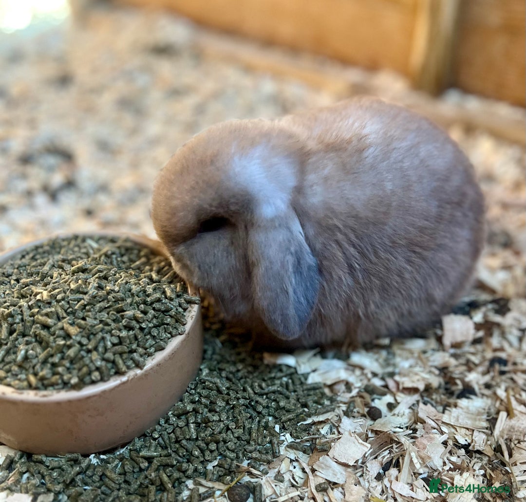 Mini Lop rabbits for sale: Mini lop babies  - Advert 3
