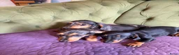 Miniature Dachshund dogs for sale: Mini sausage dogs. Family bred/health checked  - Advert 14