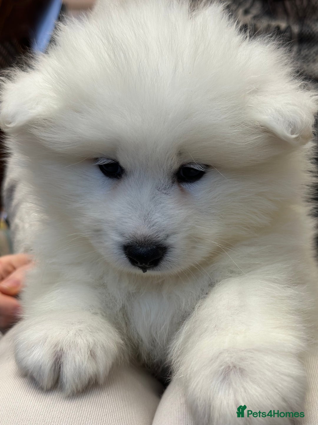 Samoyed dogs for sale: Samoyed Puppies — Ready for Their New Homes Now! - Advert 21