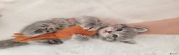 British Shorthair cats for sale: British shorthair kittens  - Advert 8