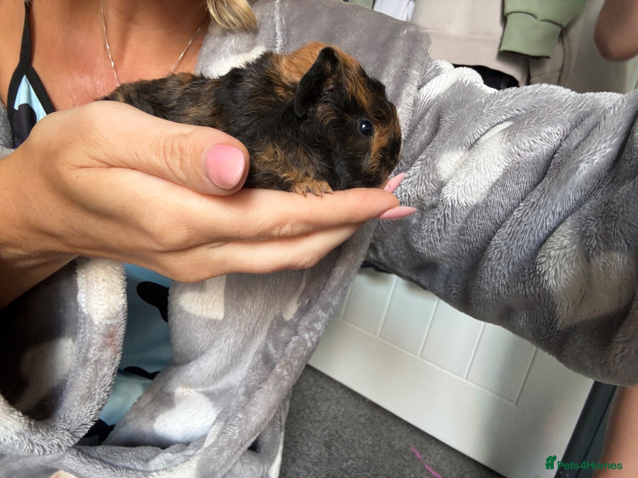 Guinea Pig rodents Male baby guinea pigs  - Advert 1