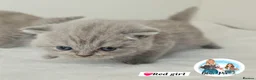 British Shorthair cats for sale: 3 Beautiful Lilac British short hair kittens  - Advert 8