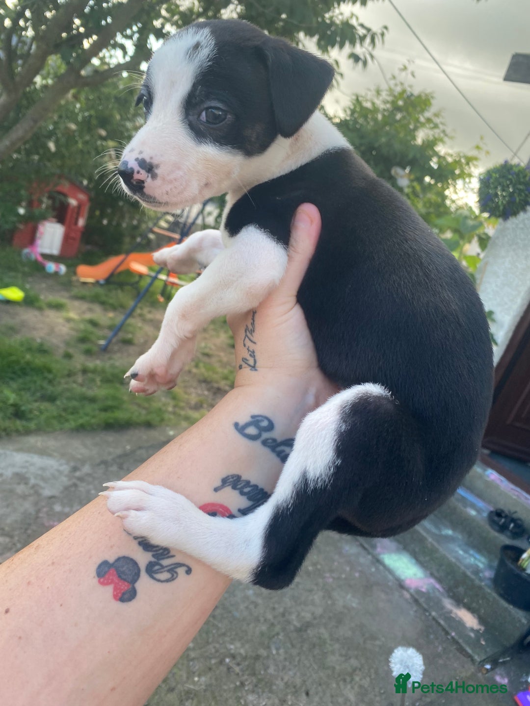 Lurcher dogs for sale: Eight gorgeous mix breed pups - Image 11