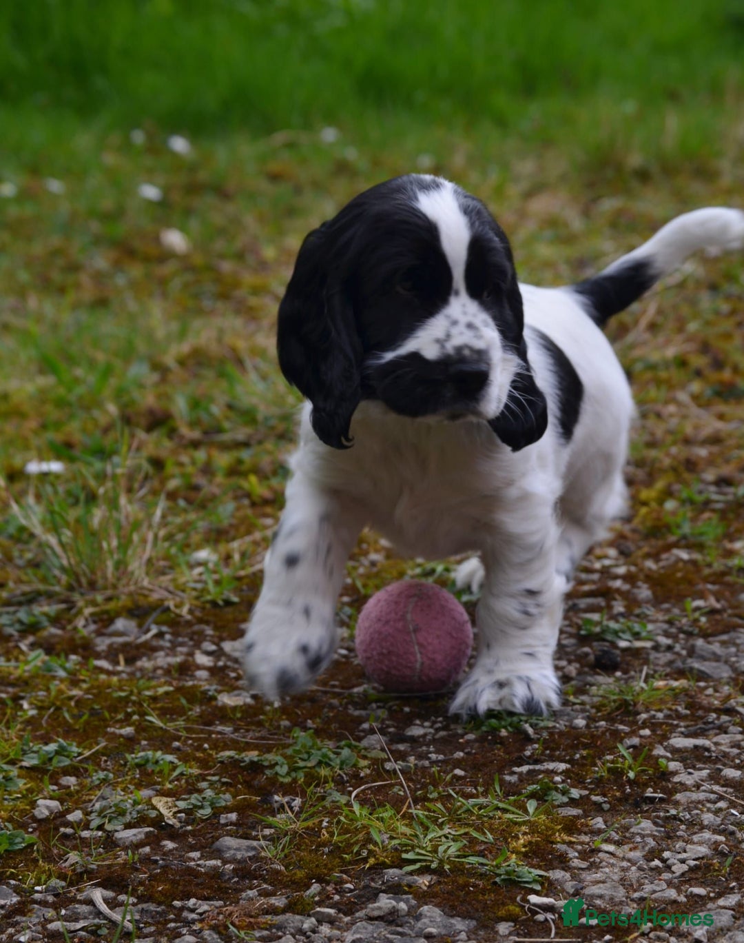 Cocker Spaniel dogs for sale: Beautiful 18 month Show Cocker Spaniel - Image 10
