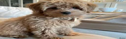 Maltipoo dogs for sale: Adorable Maltipoo Puppy in Wakefield - Advert 2