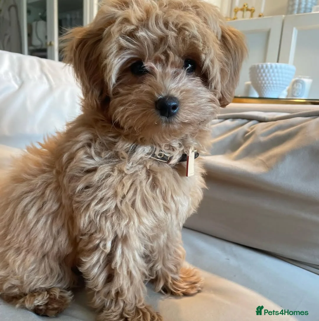 Maltipoo dogs for sale: Adorable Maltipoo Puppy in Wakefield - Advert 2