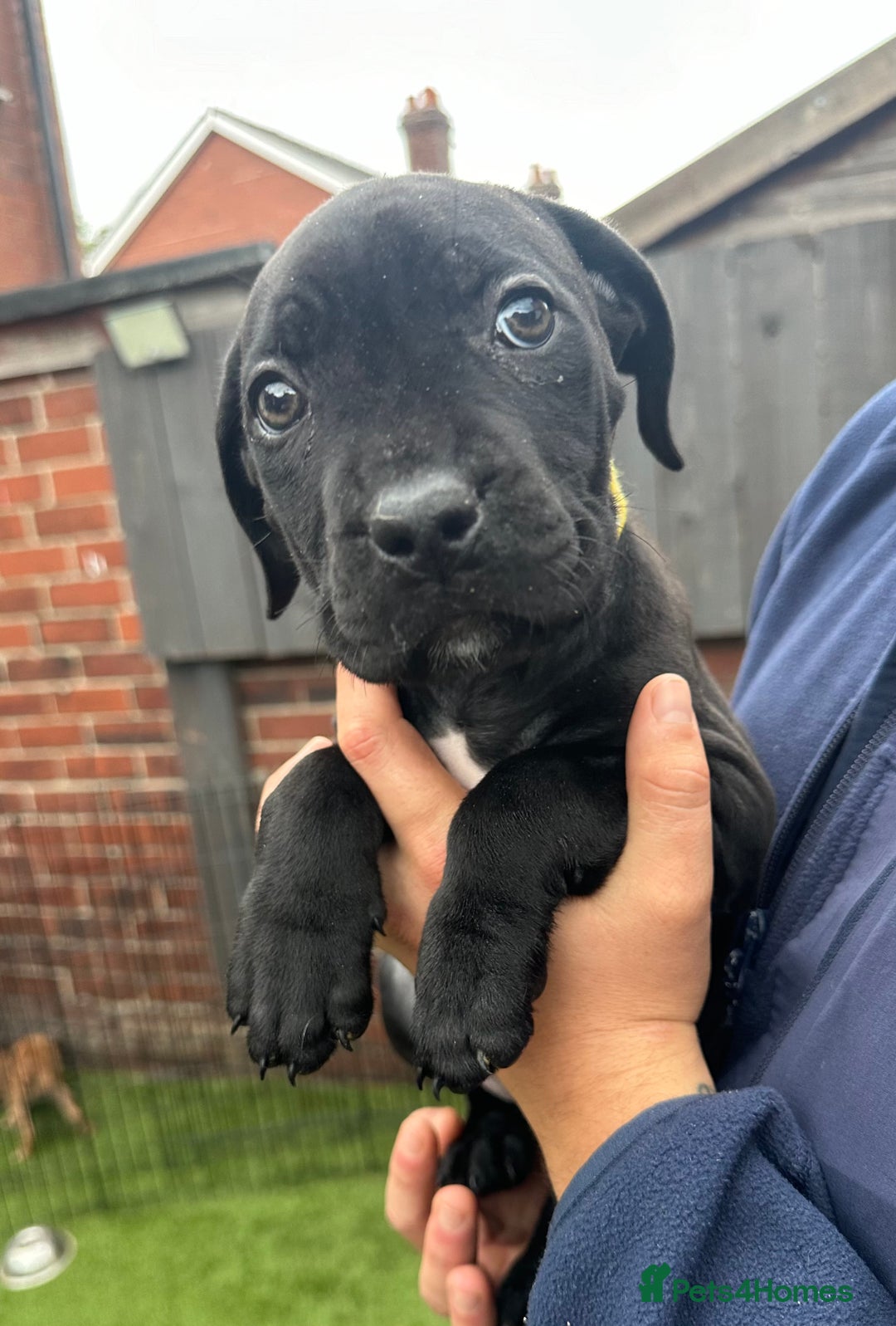 Cane Corso dogs for sale: Pure breed cane corso  - Image 31