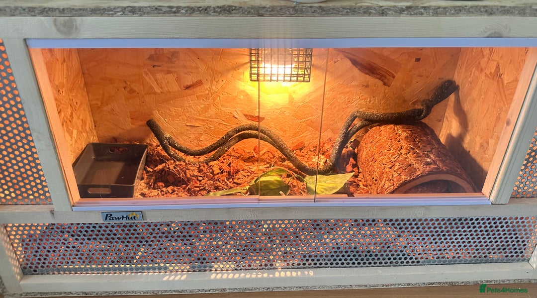 Corn Snake reptiles for sale: Female corn snake for sale  - Image 3