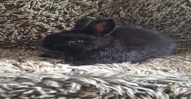 Netherland Dwarf rabbits - Advert 15