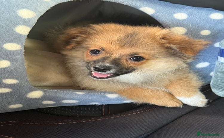 Pomeranian dogs - Advert 1