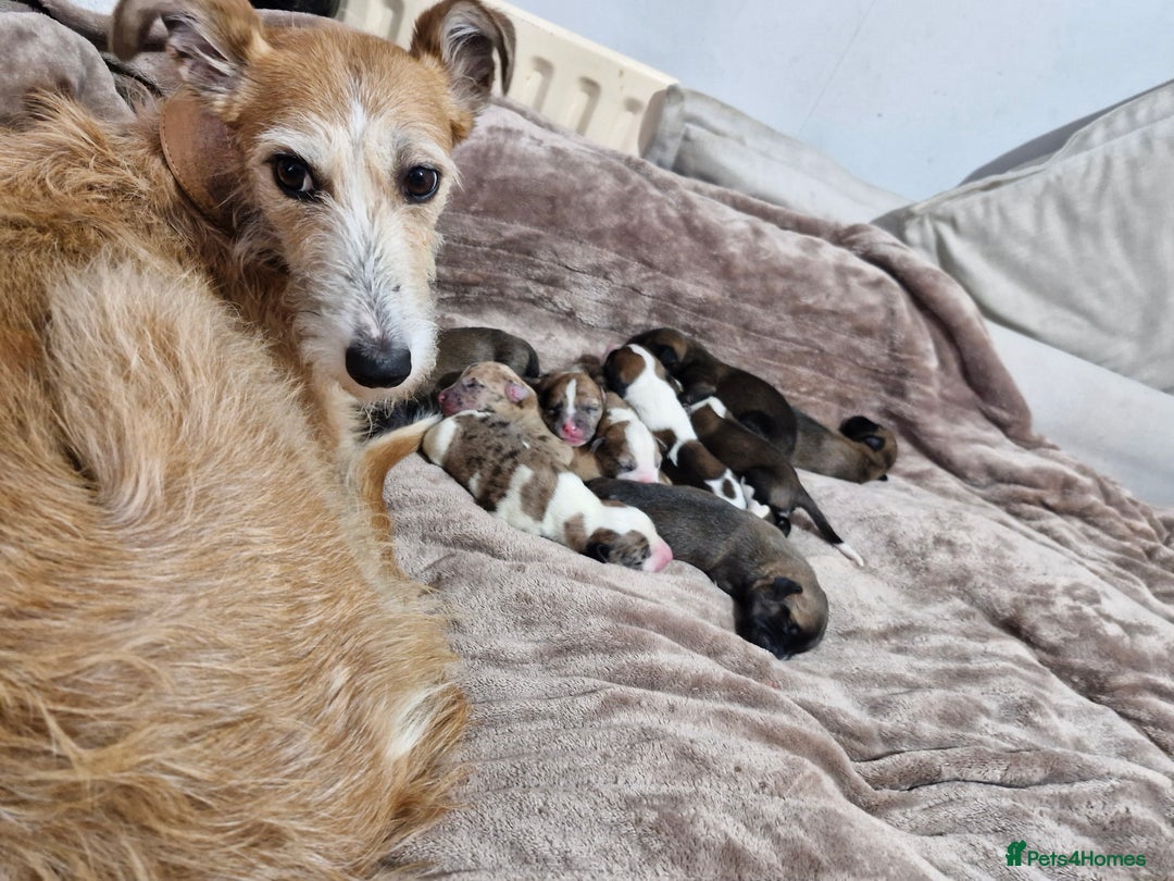 Lurcher dogs for sale: 8 beautiful lurcher puppies  - Image 10