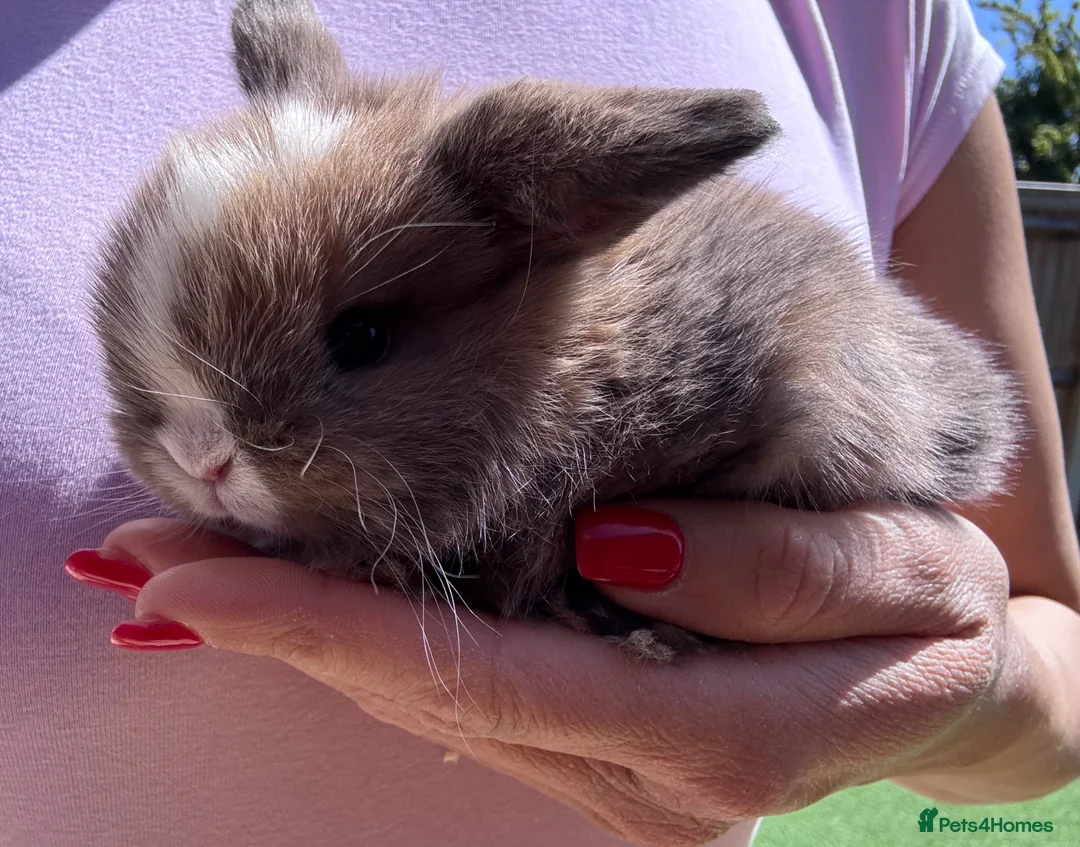 Mini Lop rabbits for sale: Stunning Mini Lop Baby Bunnies 🐰🐰 - Advert 2