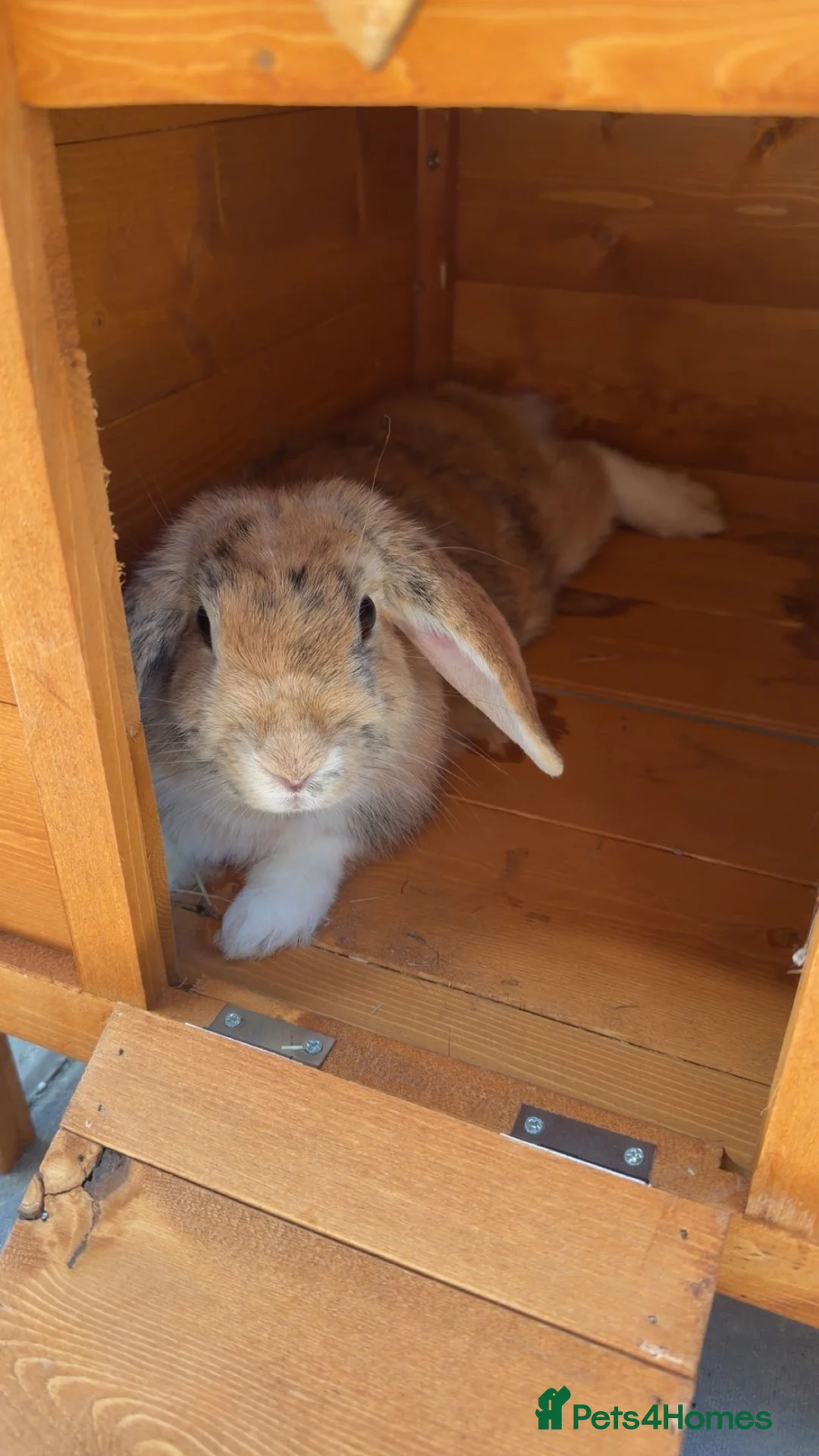 Mini Lop rabbits for sale: Mini lop buns in Brighton - Advert 8
