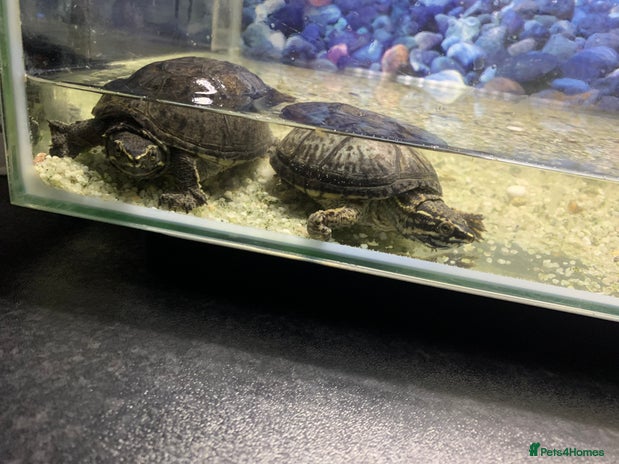 Terrapin reptiles A pair of Musk turtles - Advert 1