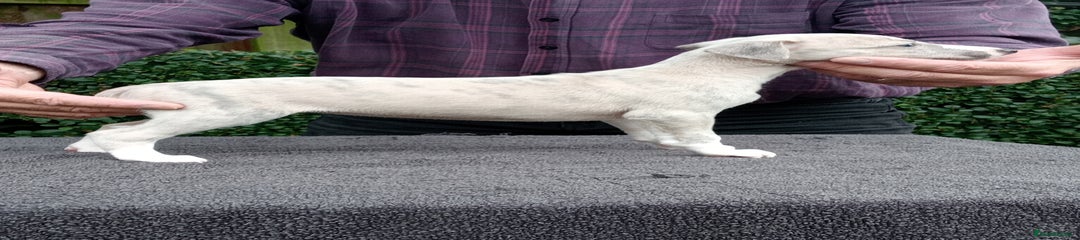 Whippet Puppy 6