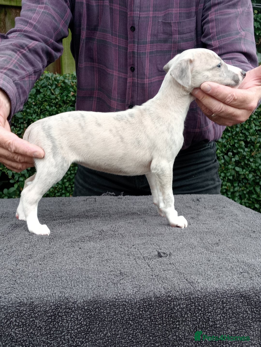 Whippet dogs for sale: STUNNING LITTER OF KC REGISTERED WHIPPET PUPPIES  - Image 14