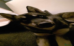 Siberian Husky dogs for sale: Siberian husky 6 months old - Image 6