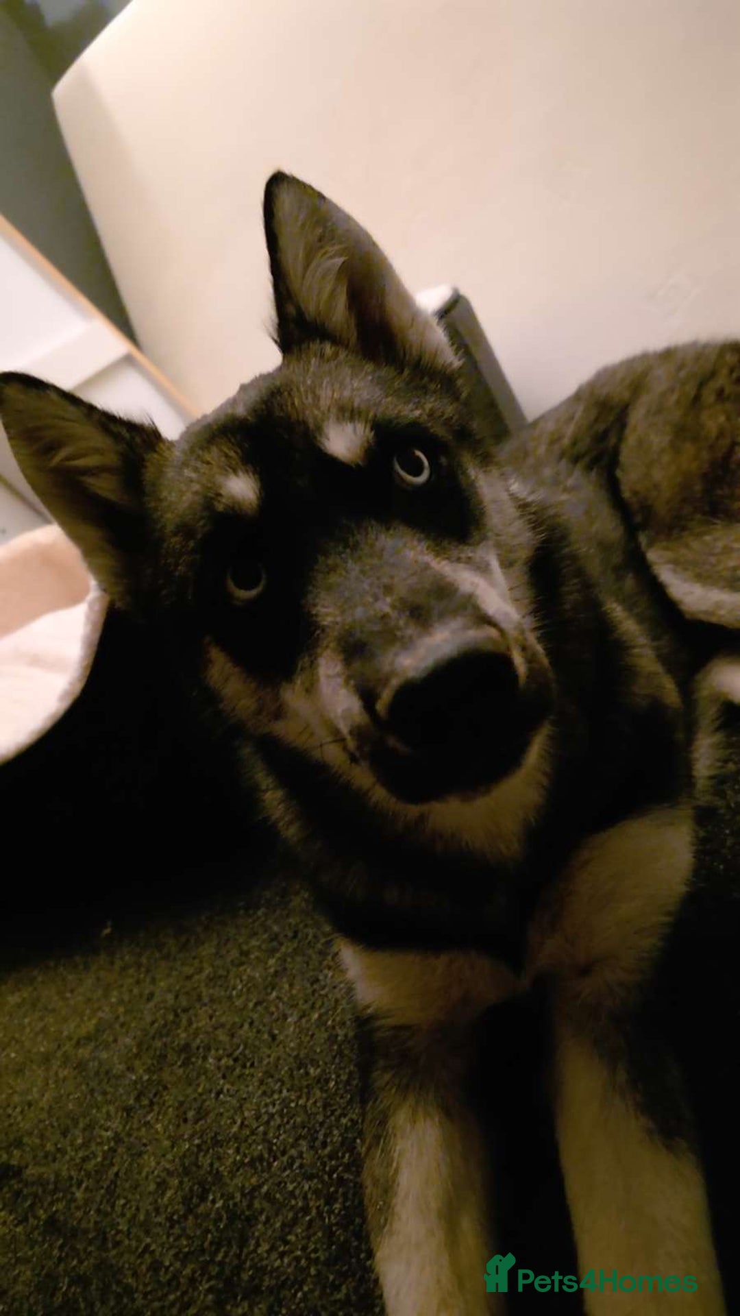 Siberian Husky dogs for sale: Siberian husky 6 months old - Image 6