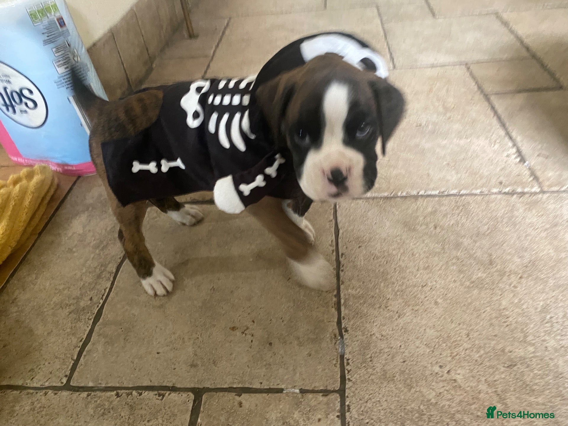 Boxer dogs KC Registered Boxer Puppies - health tested - Advert 2