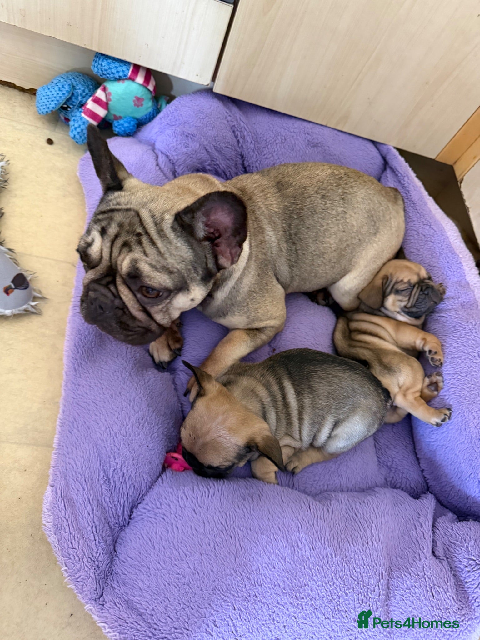 French Bulldog dogs 5 generations KC French bulldog puppies 🐶  - Advert 2