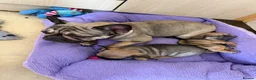 French Bulldog dogs for sale: 5 generations KC French bulldog puppies 🐶  - Advert 2