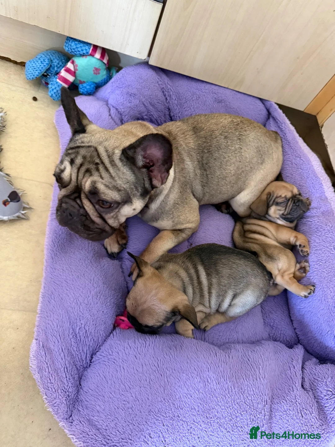 French Bulldog dogs for sale: 5 generations KC French bulldog puppies 🐶  - Advert 2