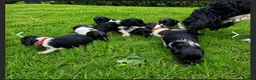 English Springer Spaniel dogs for sale: KC ESS heavily coloured pups  - Advert 3
