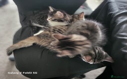 Mixed Breed cats for sale: 4 tabby kittens  - Advert 7