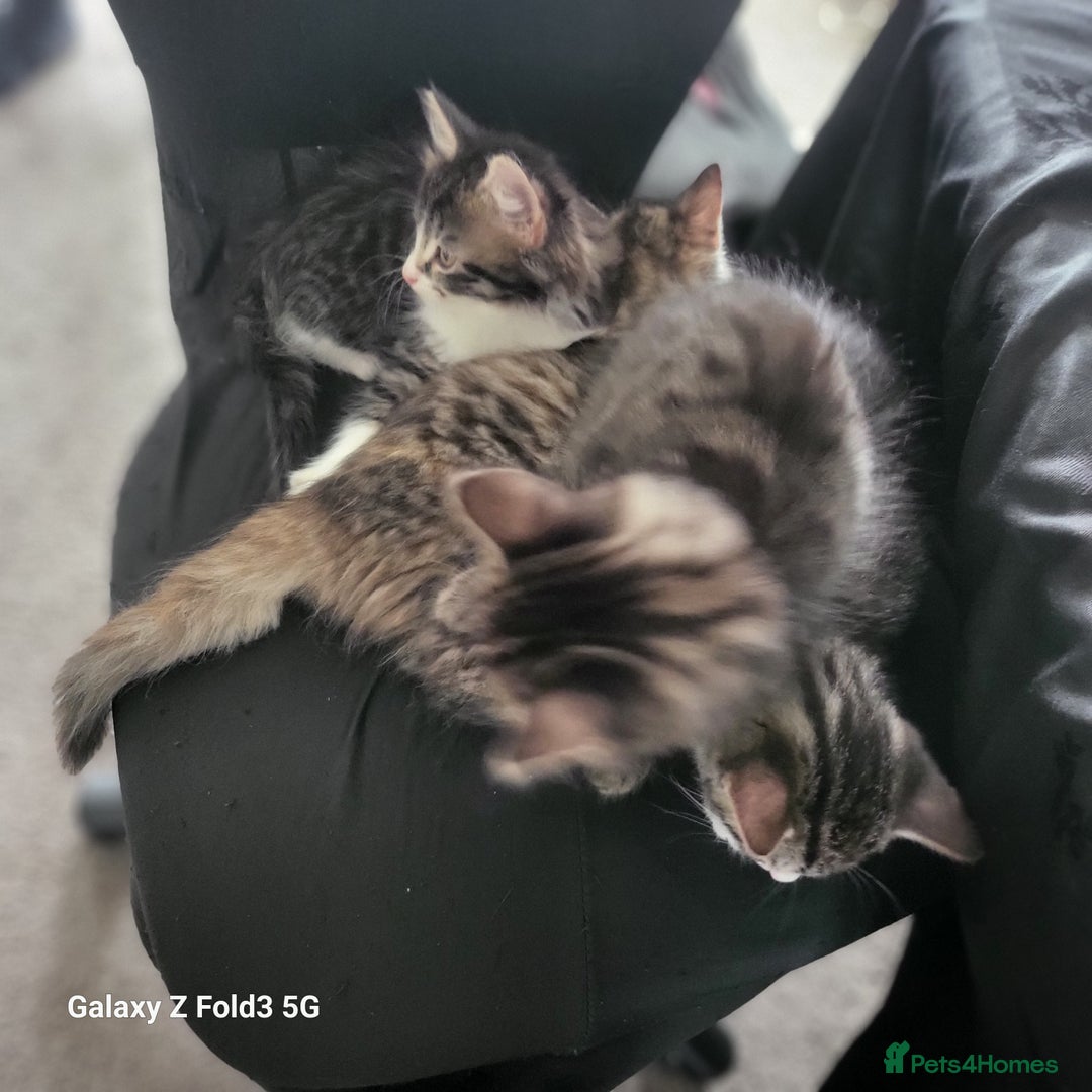 Mixed Breed cats for sale: 4 tabby kittens  - Advert 7