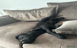 Labrador Retriever dogs for sale: Labradoor black 6months (Female) - Image 6