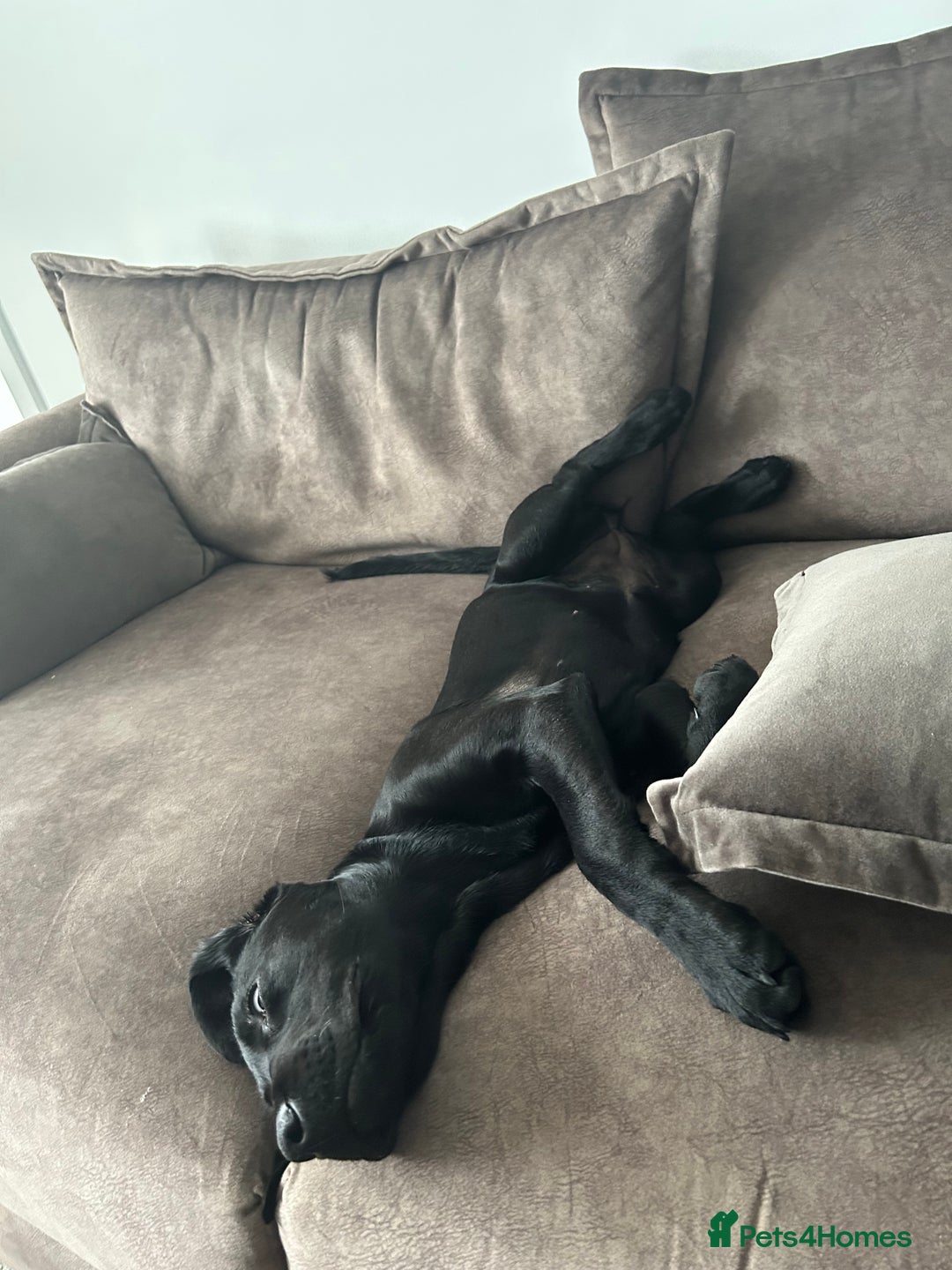 Labrador Retriever dogs for sale: Labradoor black 6months (Female) - Image 6