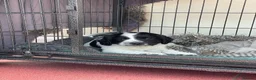 Sprocker dogs for sale: Sprocker spaniel puppies for sale - Advert 2