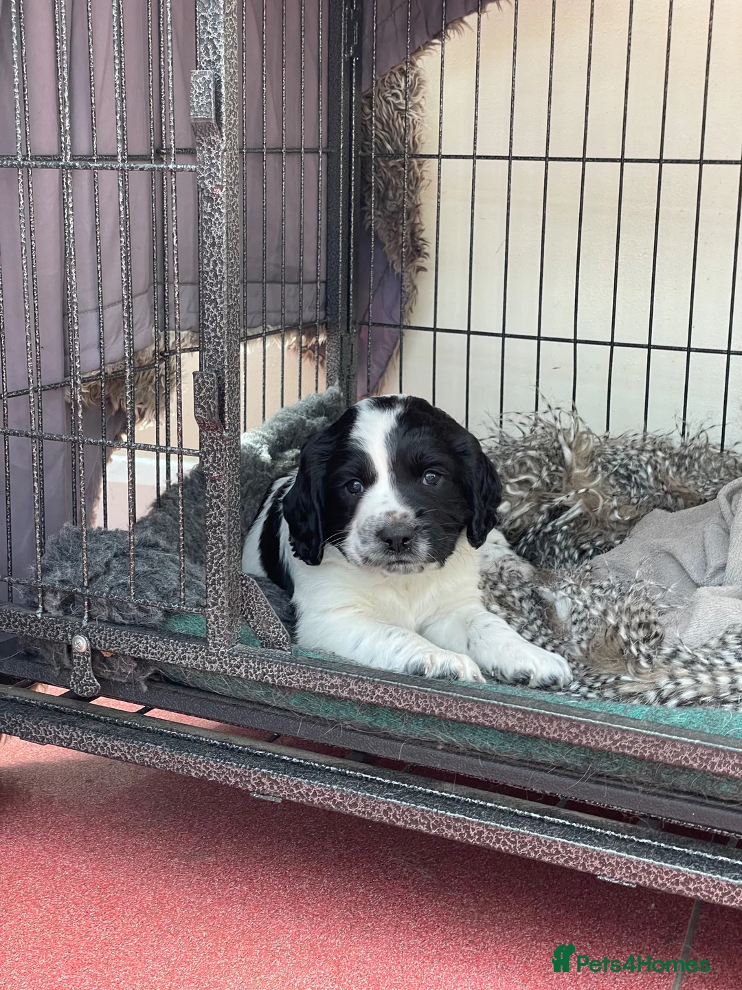 Sprocker dogs for sale: Sprocker spaniel puppies for sale - Advert 2